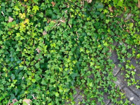 108 Best 蔦植物 Images Stock Photos Vectors Adobe Stock