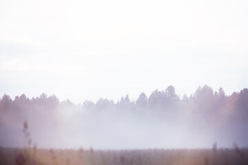 Fototapeta premium Fog in the field. Evening nature summer with white fog.