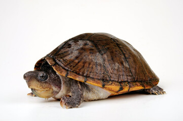 Razor-backed musk turtle // Dach-Moschusschildkröte (Sternotherus carinatus)