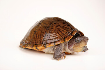 Razor-backed musk turtle // Dach-Moschusschildkröte (Sternotherus carinatus)
