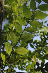 Plants in the forest