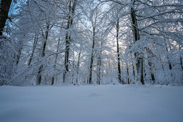 Schnee im Spessart
