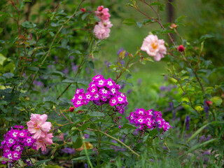 Phlox und Rosenblüte im Garten