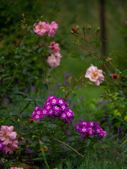 Phlox und Rosenblüte im Garten