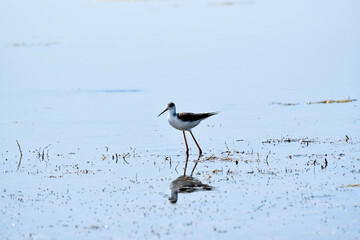 Stilt walker walking on the water of Black sea,himantopus