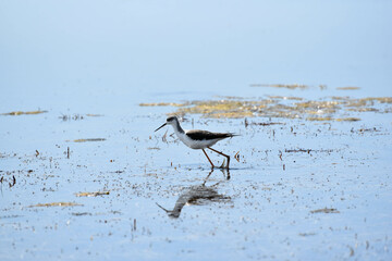 Stilt walker walking on the water of Black sea,himantopus