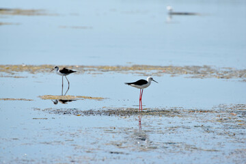 Stilt walker walking on the water of Black sea,himantopus