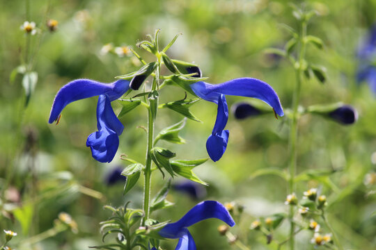 The beautiful deep blue flowers of Salvia patens or Gentian sage, in close up. Growing outdoors in a natural setting.