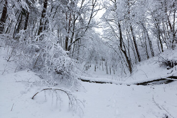 winter season in the forest or in the park