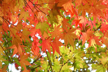 紅葉　モミジ　11月