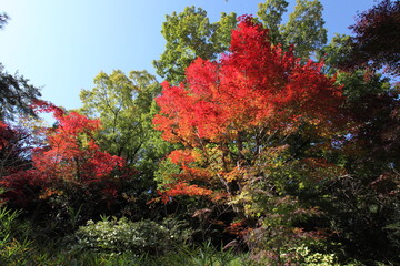 山の紅葉