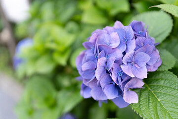 紫陽花