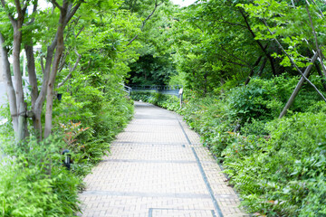 散歩道
