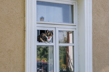 The cat sits on the window of an old house and looks out into the street. Ancient architecture of the XX century in Russia.