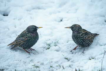 Stare bei Schnee