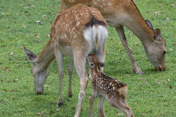 Naklejka na ściany i meble Mother deer who is feeding milk to her baby while eating grass.