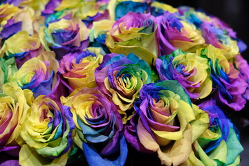 Obraz na płótnie Canvas rainbow rose