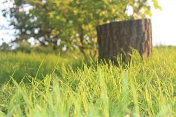 Fototapeta na wymiar grass in a garden