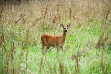 Reh, Wildtier, Natur, Rehe auf einer Wiese, Deer