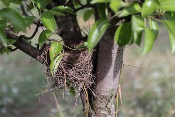 Fototapeta premium Wild birds nest on a tree branch in a garden on a sunny autumn day. Close up, selective focus and copy space