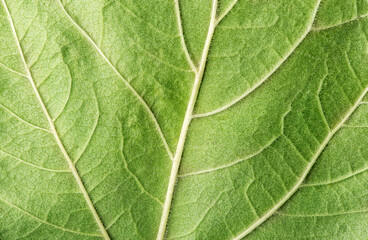 part of fresh green leaf with veins close-up