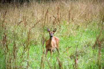 Reh, Wildtier, Natur, Rehe auf einer Wiese, Deer