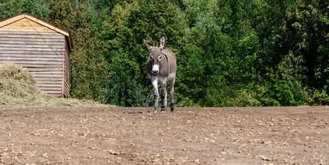 a gray donkey on a rocky road against the background of a green forest and a wooden house