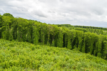 Obraz premium Top down aerial view of green summer forest with large area of cut down trees as result of global deforestation industry. Harmful human influence on world ecology.