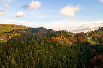 Aerial view of distant village with small shepherd houses on wide hill meadows between autumn forest trees in Ukrainian Carpathian mountains at sunset.