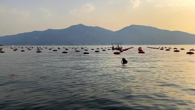 Oyster farm at Orahovac, Boka Kotorska bay, Montenegro, Balkans - Europe