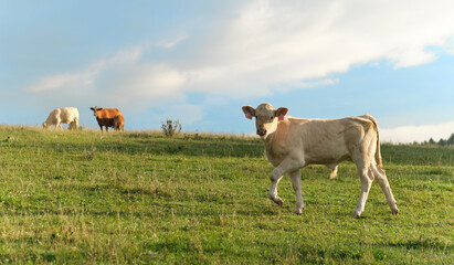 Young bull walking on a morning pasture, looking at the camera.