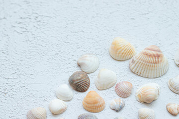 Shells on a light background . Article about vacation. Sea shells lie on a light background