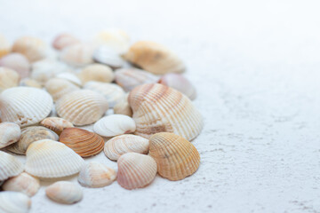 Fototapeta na wymiar Shells on a light background . Article about vacation. Sea shells lie on a light background