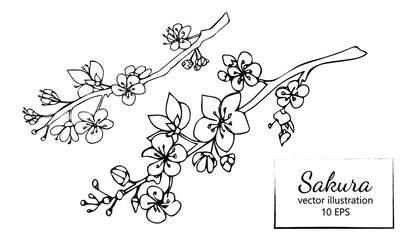 Hand drawn sakura branch isolated on white background. Black and white line art. Vector illustration.