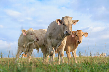 Three calves looking curiously at the camera, blue sky background.+