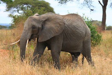 Obraz premium African Elephants (Loxodonta africana), Tarangire National Park, Tanzania