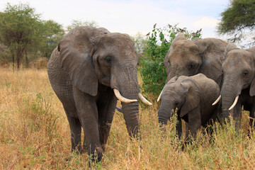Fototapeta na wymiar African Elephants (Loxodonta africana), Tarangire National Park, Tanzania
