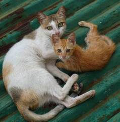 Wild & free village mother cat and kitten are watchful and timid. Here they are at their favorite...