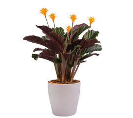 Calathea crocata Tassmania Flower  white pot in the white background, save with clipping path