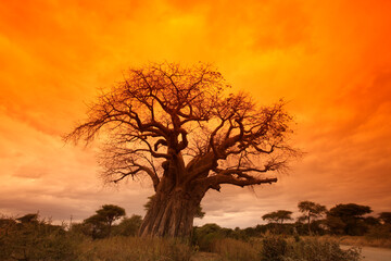 Naklejka na ściany i meble Giant Baobab tree (Adansonia digitata) at sunset, Tarangire National Park, Tanzania