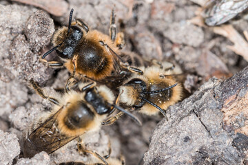 Fototapete bei efototapeten.de bestellen   