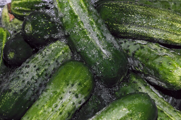 Small green cucumbers are washed