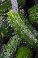 Small green cucumbers are washed