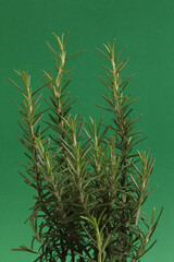 Vertical shot of Rosemary on green background.