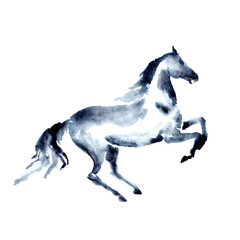 Rearing up horse. Watercolor or ink hand painting. Beautiful hand drawing illustration on white. Equestrian silhouette. Young horse in motion. Equine art by artistic brush stroke. Rear up stallion