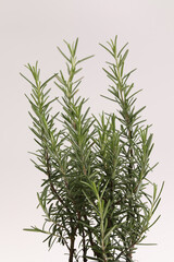 Vertical shot of Rosemary on white background.