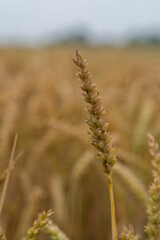 Weizenfeld kurz vor der Ernte