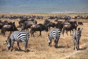 Herd of Zebras and Wildebeest feeding on grass, Ngorongoro Conservation Area, Tanzania