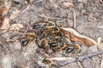 Erdbienen Weibchen und Männchen am Boden bei der Fortpflanzung und Liebesspiel, Deutschland