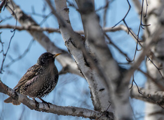 sparrow on a branch
